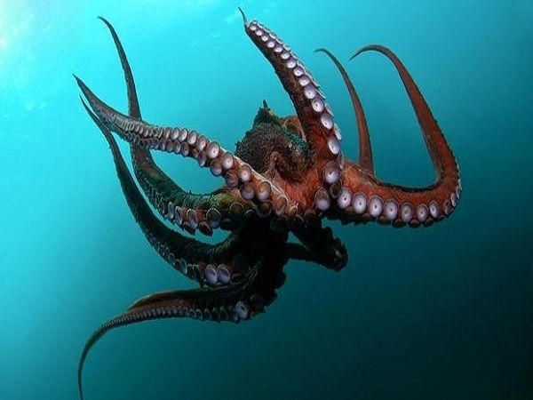 Ý nghĩa trường hợp mơ thấy con bạch tuộc